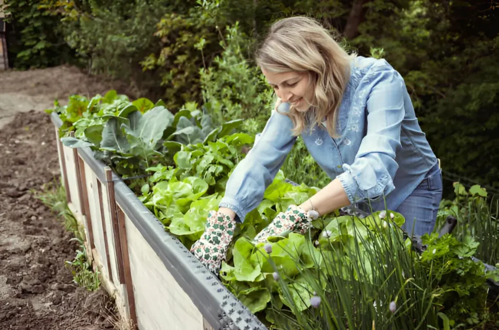 harvesting Lettuce at home garden