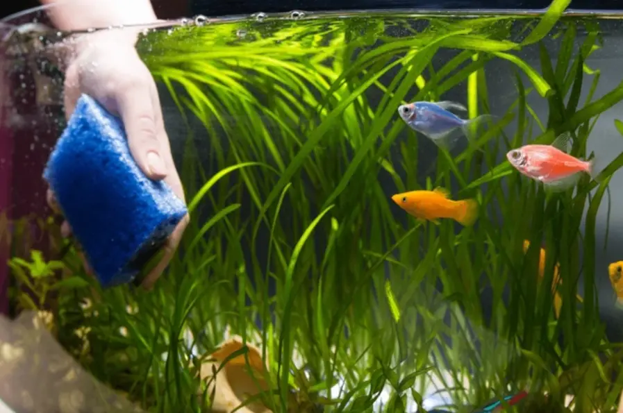 how to clean aqurium