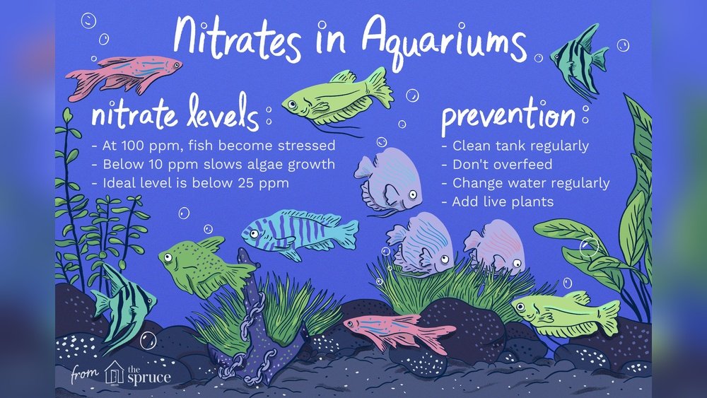 How to Reduce Nitrates in Aquarium: Simple Tips for Crystal Clear Water